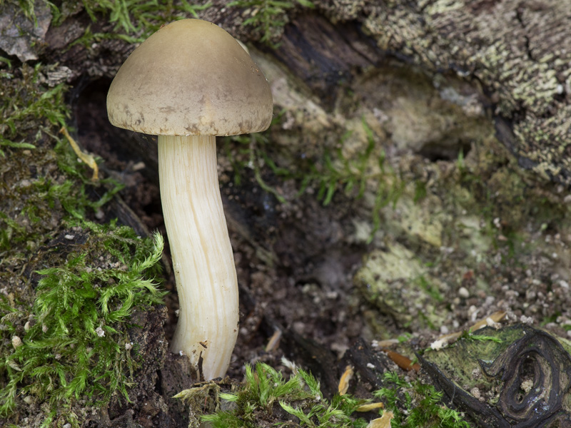 Agrocybe xanthocystis